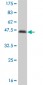 NFIC Antibody (monoclonal) (M03)