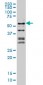 NFIC Antibody (monoclonal) (M03)