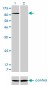 NFKB1 Antibody (monoclonal) (M01)