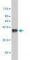 NFKB1 Antibody (monoclonal) (M01)