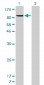 NFKB1 Antibody (monoclonal) (M01)