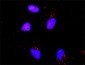 NFKB1 Antibody (monoclonal) (M01)