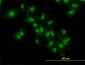 NFKB1 Antibody (monoclonal) (M03)