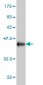 NFKB1 Antibody (monoclonal) (M03)