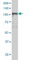 NFKB1 Antibody (monoclonal) (M03)