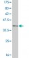 NFKBIB Antibody (monoclonal) (M03)