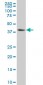 NFKBIB Antibody (monoclonal) (M03)