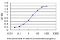 NFYB Antibody (monoclonal) (M01)