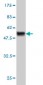 NFYB Antibody (monoclonal) (M01)