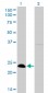 NFYB Antibody (monoclonal) (M01)