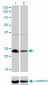 NFYB Antibody (monoclonal) (M01)