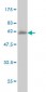 NFYB Antibody (monoclonal) (M03)