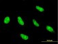 NFYC Antibody (monoclonal) (M01)