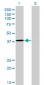NFYC Antibody (monoclonal) (M01)