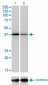 NFYC Antibody (monoclonal) (M01)