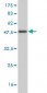 NGFRAP1 Antibody (monoclonal) (M01)