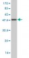 NGFRAP1 Antibody (monoclonal) (M01)