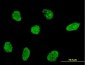 NHLH2 Antibody (monoclonal) (M05)