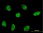 NHLH2 Antibody (monoclonal) (M05)