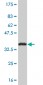 NHLH2 Antibody (monoclonal) (M05)