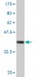 NID1 Antibody (monoclonal) (M01)