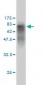 NJMU-R1 Antibody (monoclonal) (M01)