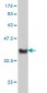 NKIRAS1 Antibody (monoclonal) (M01)