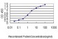 NKX2-5 Antibody (monoclonal) (M01)