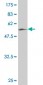 NKX2-5 Antibody (monoclonal) (M01)