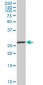 NKX2-5 Antibody (monoclonal) (M01)