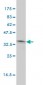 NKX2-5 Antibody (monoclonal) (M01)