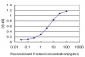 NKX2-5 Antibody (monoclonal) (M02)