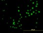 NKX3-1 Antibody (monoclonal) (M02)