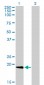 NME1 Antibody (monoclonal) (M01)