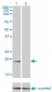 NME1 Antibody (monoclonal) (M01)