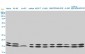 NME1 Antibody (monoclonal) (M02)