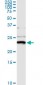 NME1 Antibody (monoclonal) (M02)