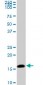 NME2 Antibody (monoclonal) (M06)