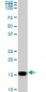 NME2 Antibody (monoclonal) (M06)