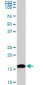 NME2 Antibody (monoclonal) (M06)