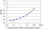 NME2 Antibody (monoclonal) (M06)