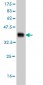 NME2 Antibody (monoclonal) (M08)