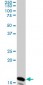 NME2 Antibody (monoclonal) (M08)