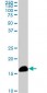 NME2 Antibody (monoclonal) (M09)