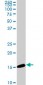 NME2 Antibody (monoclonal) (M11)