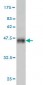 NMI Antibody (monoclonal) (M01)