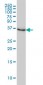 NMI Antibody (monoclonal) (M01)