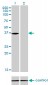 NMI Antibody (monoclonal) (M01)