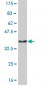 NMI Antibody (monoclonal) (M03)