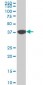 NMI Antibody (monoclonal) (M03)